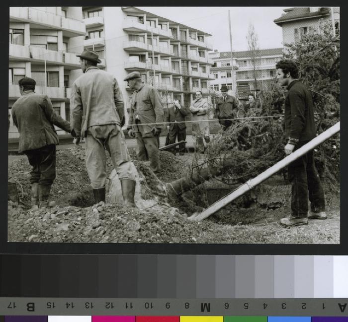 Site du CHUV avant la construction de ce dernier: plantation d'un cèdre. Au second plan, de gauche à droite, M. Guex (directeur administratif), Gustave Bugnon (chef du personnel au service des hospices), André Simonin (secrétaire général) et Nelly Mong…